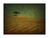 Oak and Cut Grass  CA