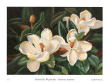 Bountiful Magnolia