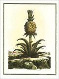 Pineapple I