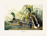 Mallard Duck
