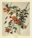 Ruby-Throated Hummingbird