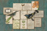 Birds of the Garden
