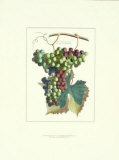 Detail of Grapes II