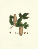 Silver Fir Tree