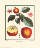 Calville Rouge