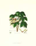 Sycamore Tree