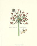 Butterflies and Blossoms I