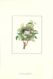 Twite Nest