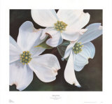 Dogwood Study