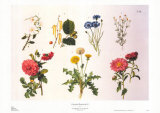Country Botanicals II