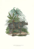 Rhinoceros