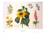 Country Botanicals I
