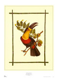 Rain Forest Toucan I