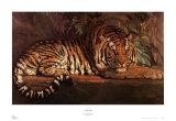 Tigre Royal