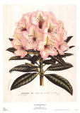 Pink Rhododendron I