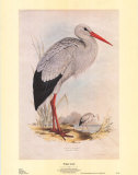 White Stork