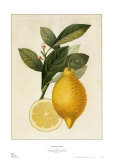 Tuscany Citrus I