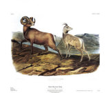 Rocky Mountain Sheep