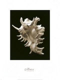 Murex