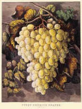 First Premium Grapes