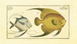Silver Fish