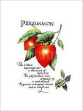 Persimmon