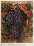 Prize Black Hamburg Grapes