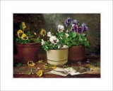 Pansies in Terra Cotta