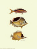Tropical Fish I