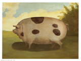 Brown Pig