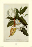 Magnolia Altissima