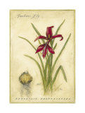 Jacobean Lily