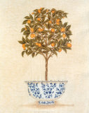 Kumquat Topiary