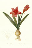 Amarylis Regina
