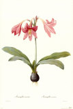 Amaryllis Reticulata