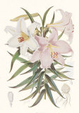 Kramer's Lily