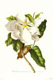 Magnolia Maxime Flore