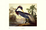 Louisiana Heron