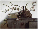 Apple Blossoms