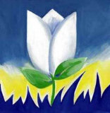 White Tulip Supreme
