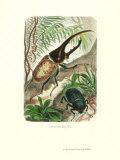 Hercules Beetle