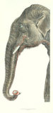 Elongated Elephant