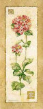 Hydrangea
