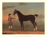 Racehorse Victorius