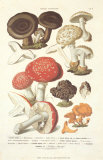 Fungi III