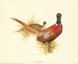 Ring Necked Pheasant