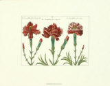 Floral Plate XVIII