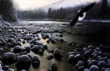 Eagle Over Water