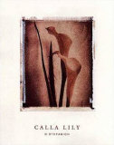 Calla Lily Study I