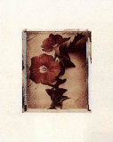 Petunia Study III